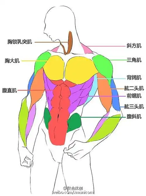 优动漫好料推荐画法教程人体肌肉教程知己知彼百战百胜要画人体当然要