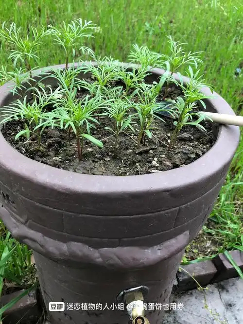 水龙头波斯菊成长日记