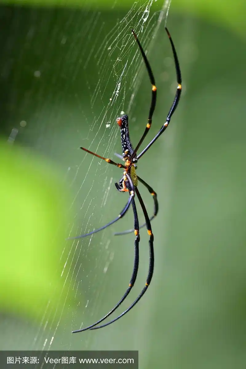 侧面拍摄的长腿蜘蛛在它的网上在自然界模糊的绿色背景