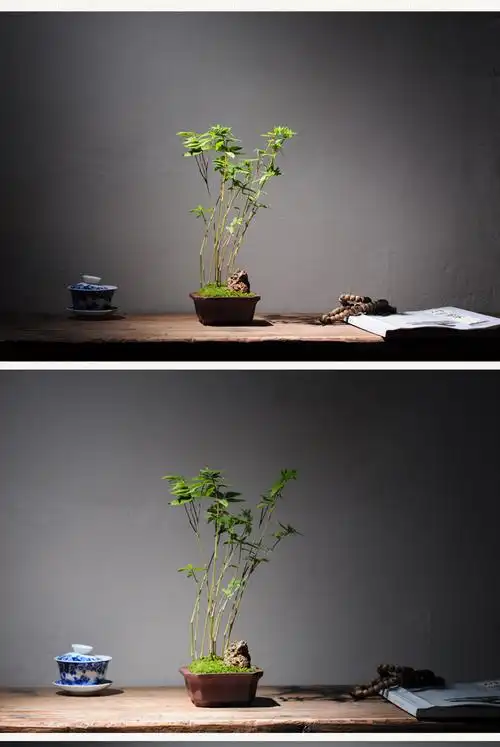 日本金明竹室内观赏小微型精品竹丛生观叶竹子盆栽书房茶室办公室