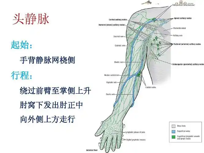 血管解剖,picc导管尖端定位基础知识ppt 最全的picc静脉置管手臂解剖