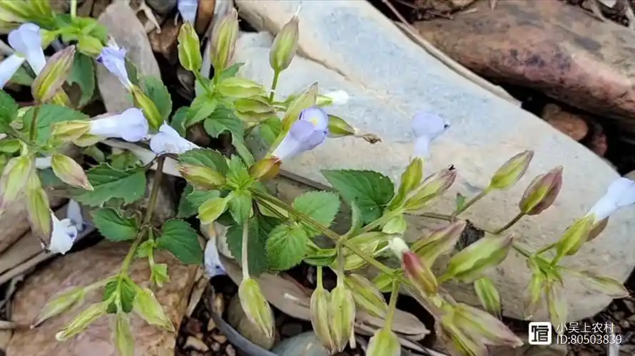 老一辈号称为消肿草,用来煮水价值珍贵,解决了中老年人的烦恼