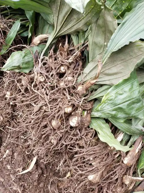 毛慈菇移栽货品种好!