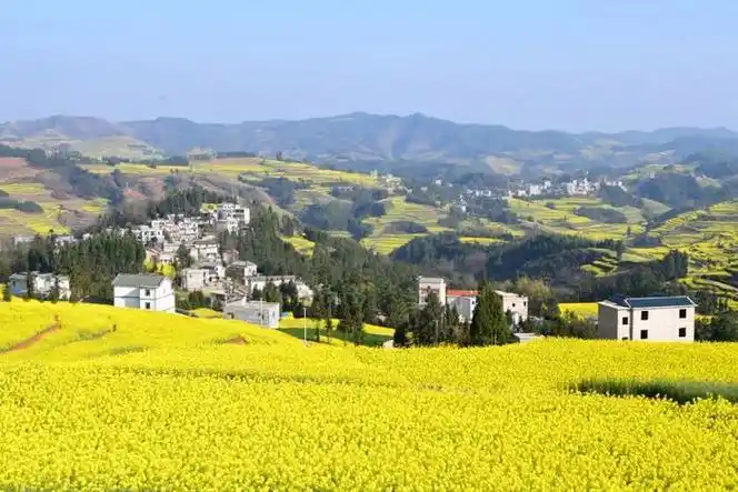 曲靖已被花海包围了