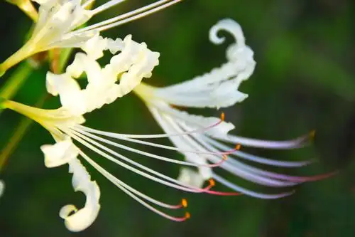 白色彼岸花曼陀罗天堂之花_新浪看点