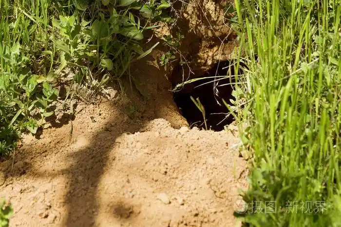 野生动物之城.山上野生动物的殖民地,布满迷宫般的洞.兔子洞.狐狸洞.