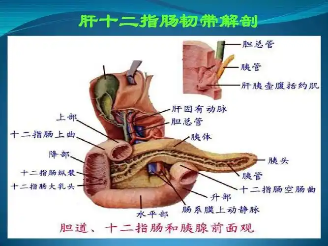 肝十二指肠韧带解剖