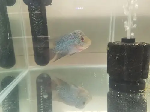 精品罗汉鱼火凤系列之退沙