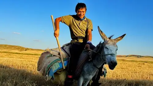 狗娃和二傻-骑行在土耳其的路上-骑驴记-土耳其牧羊犬