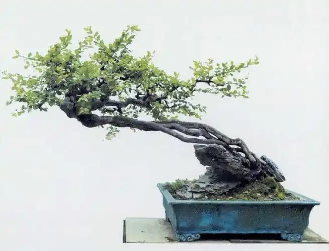 图解雀梅盆景19年创作成型过程