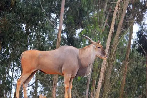 四不像图片下载