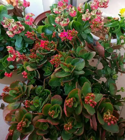 长寿花开,福禄寿到