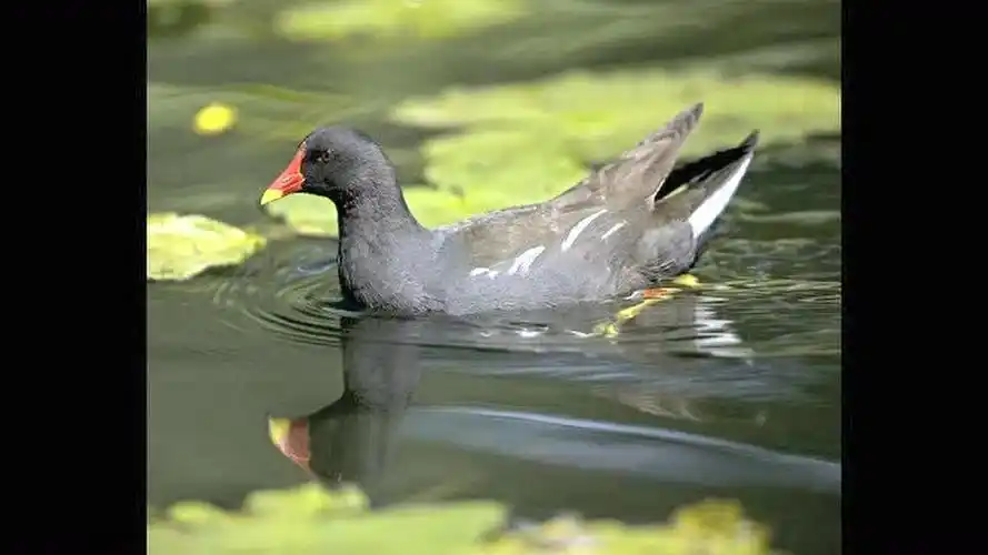 黑水鸡叫声最好音鸟1182b号叫声视频