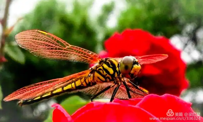 月季花上的红蜻蜓(手机拍摄)