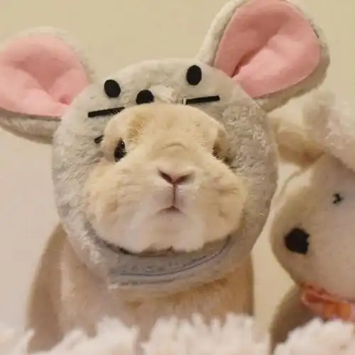 可爱呆萌的兔子头像