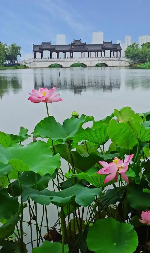 那时,花开,一一沙湖公园赏荷