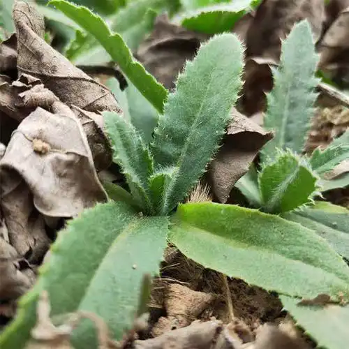 七七新鲜带根中药材狗牙刺纯野生刺儿菜现野菜其它