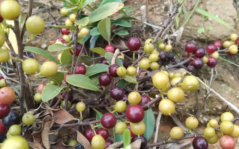 野外看到的一种酸果子,汁水多很解渴叫(酸藤果)酸酸甜甜很好吃