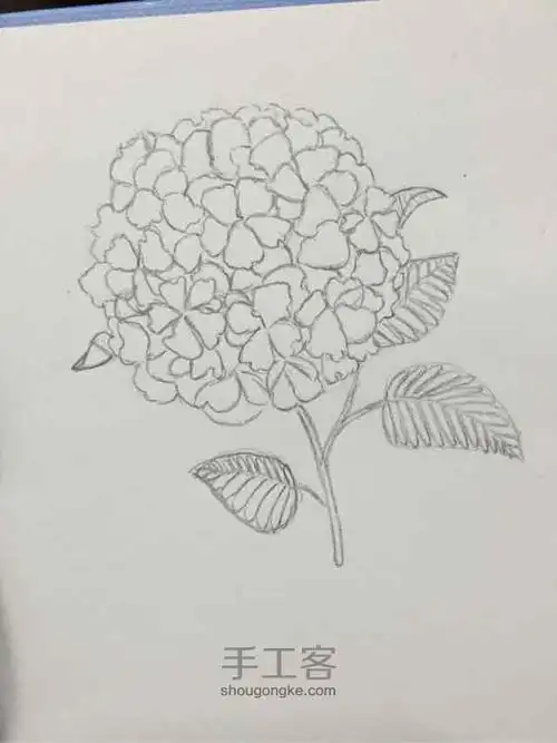 满天星简笔画菊花满天星简笔画