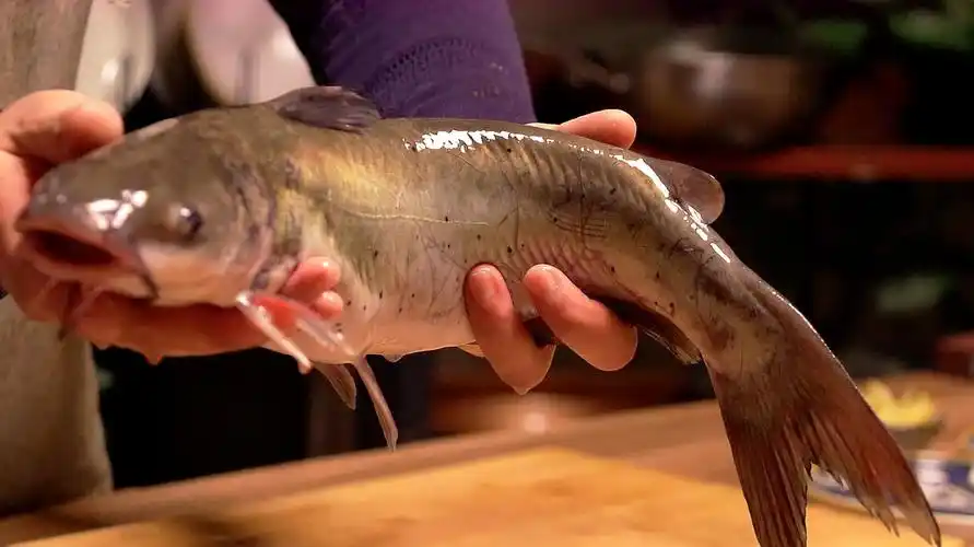 长江三鲜之"洄鱼"的做法,蒜香味十足,汤汁拌饭都能吃两碗