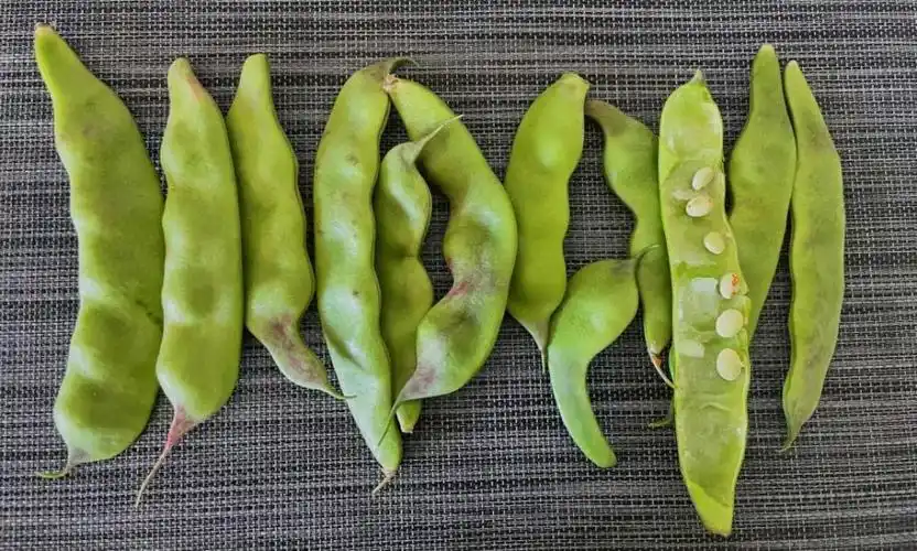 秋天炖菜绝不能少了它!还有帮你控血糖的成分 第13张