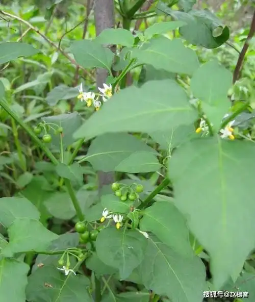 龙葵不仅可以直接生吃也是一味中药材