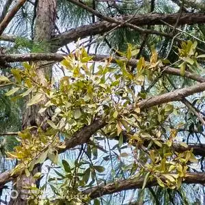 山区松树寄生草野生寄生茶云南松马尾松寄生草