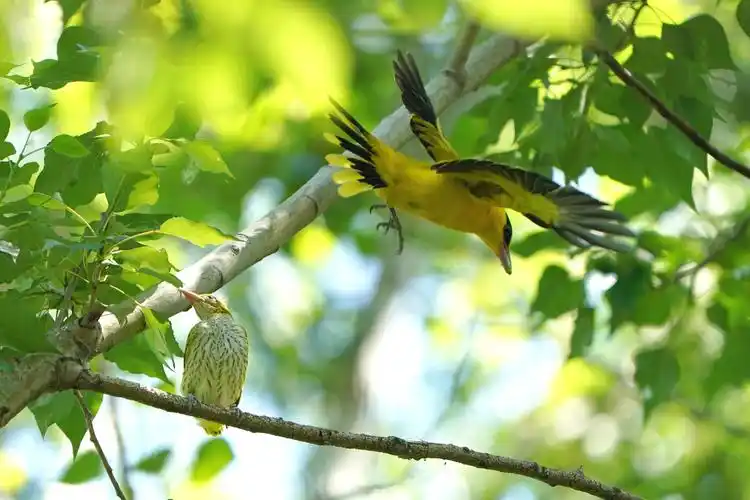 两个黄鹂鸣翠柳