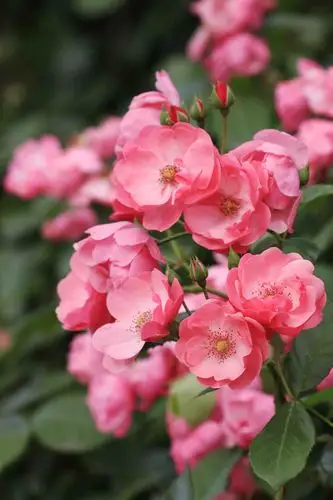 蔷薇芬芳,景色醉人