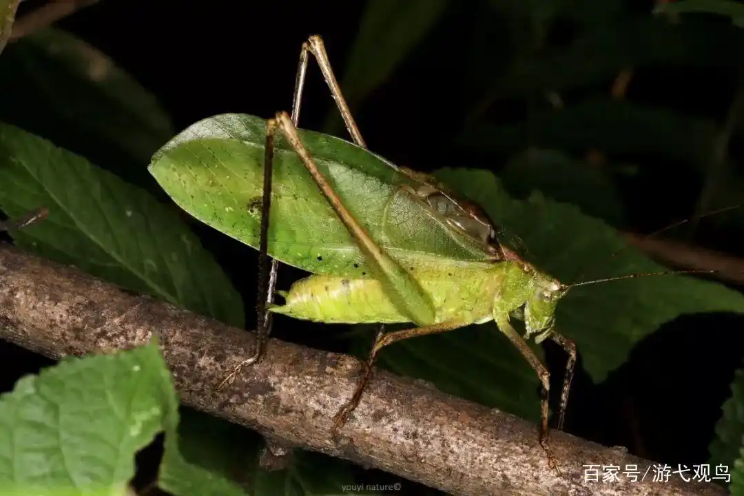 四种常见鸣虫小记——夏夜里的吹拉弹唱者