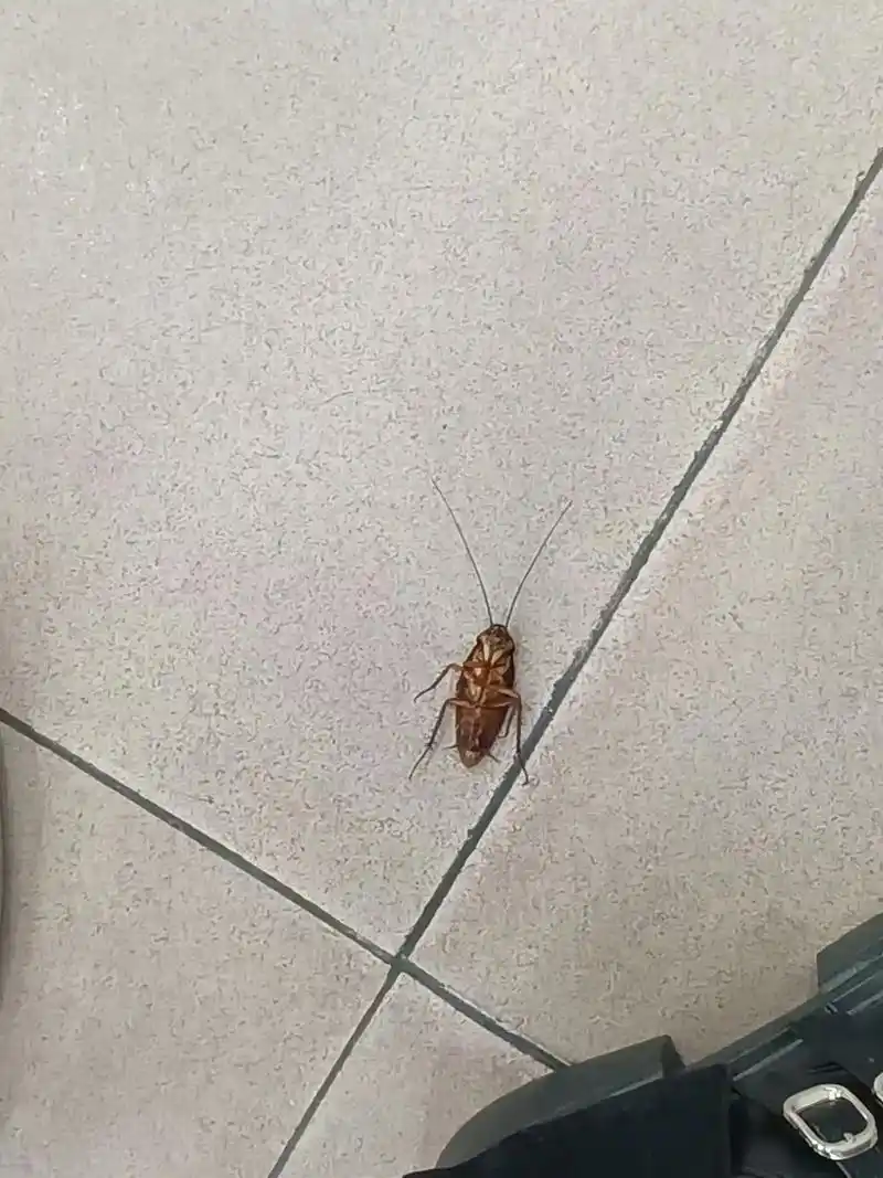 蟑螂咬人 - 抖音