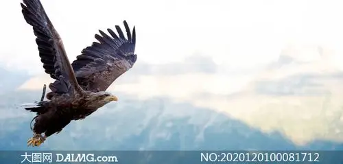 天空中展翅高飞的雄鹰摄影图片