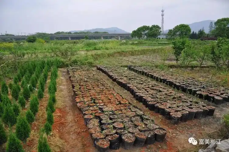船坊苗木畅销全国——访彬江船坊村苗木培育种植基地
