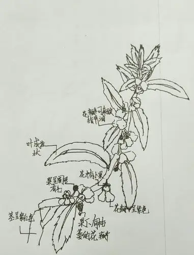 童心植物图鉴之凤仙花