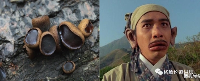 引起光过敏性皮炎:污胶鼓菌(猪嘴蘑)