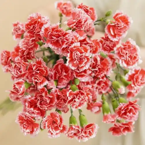 母亲节多头康乃馨云南基地鲜花花束教师节礼物家用水养瓶插花多丁