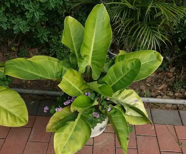 p>红苞喜林芋(学名: i>philodendron erubescens /i> c.