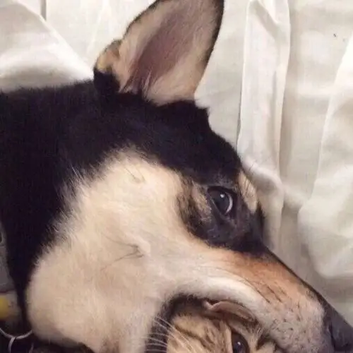 情头# #可爱# #搞笑