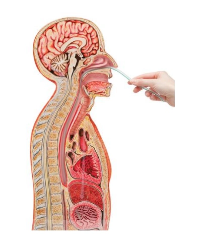 五指山德国3bscientific03鼻胃插管模型
