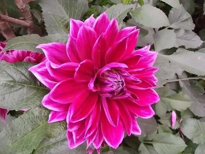 墨西哥国花----大丽花