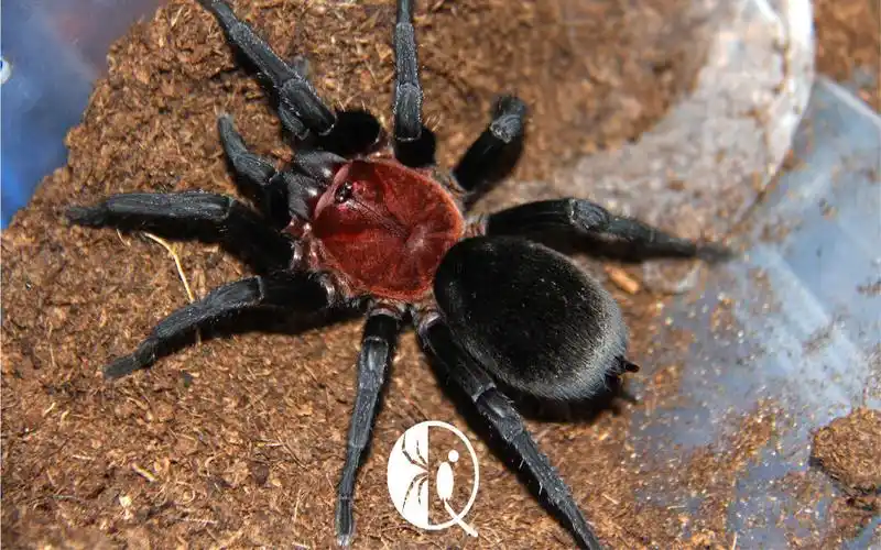 【祁one】捕鸟蛛品种科普系列—巴西血背黑丝绒