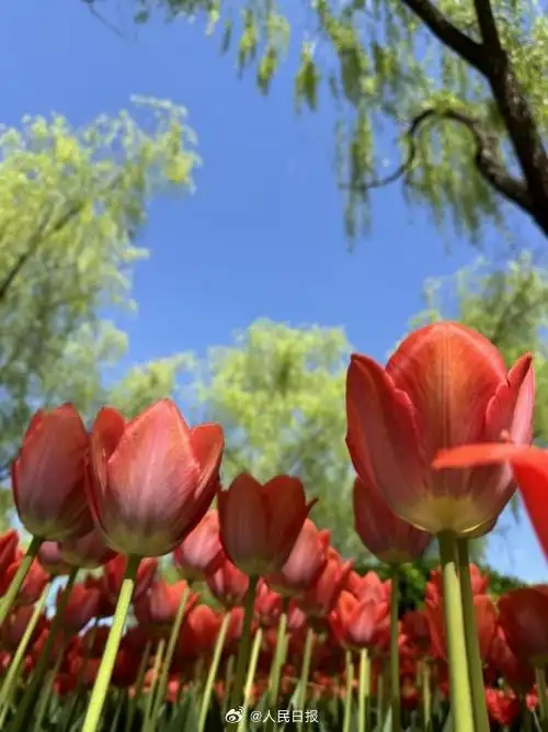 #阳光下的郁金香仿佛会发光##花开种花家#