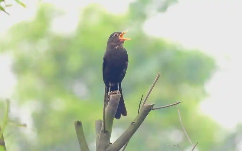 好听的乌鸫鸟叫声,乌鸫多种叫声,乌鸫含虫子