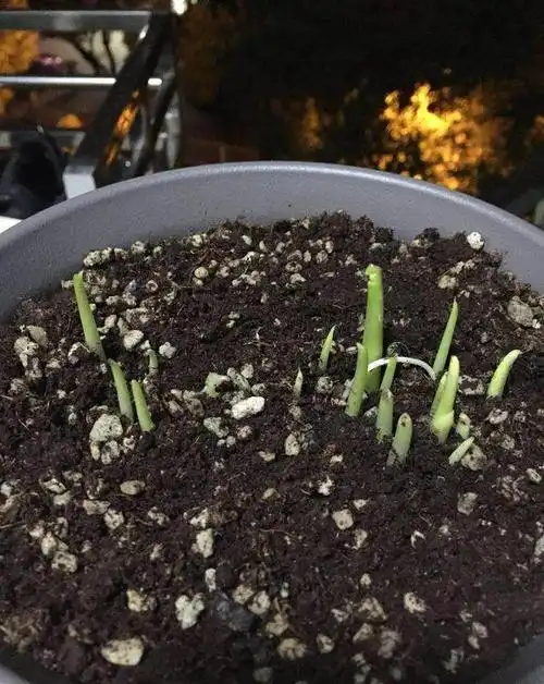 种球栽入盆中,栽好后,浇足水,放于遮阴处,保持盆土湿润,一周就可发芽