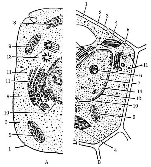 下图表示动物或植物的细胞亚显微结构模式图请据图回答在方括号中填