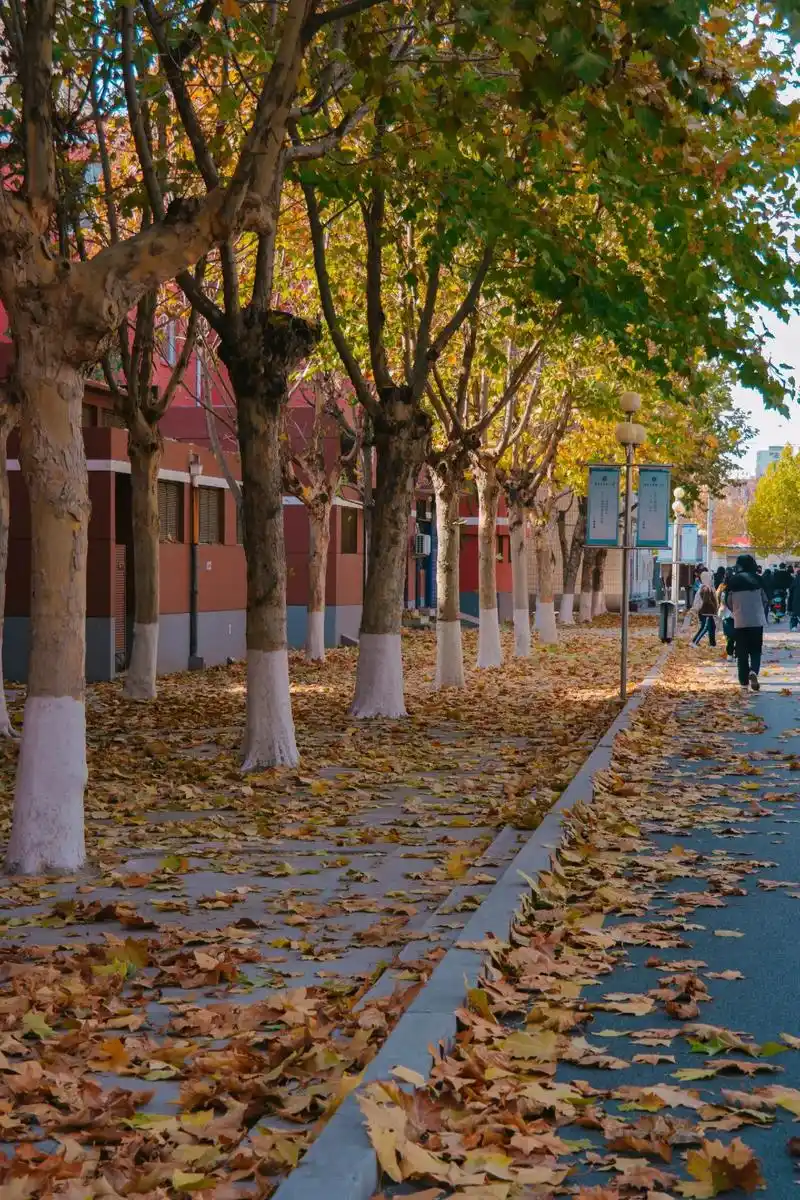 秋天落叶🍂 #学校风景 即使分道扬镳,也要在各自的学校里