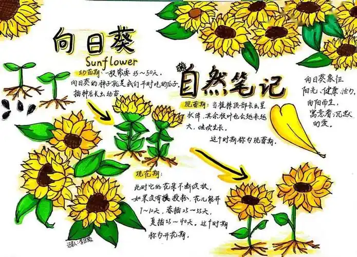 作者姓名:桥头中学 李佳薇作品名称:《向日葵自然笔记》指导老师:梁锦