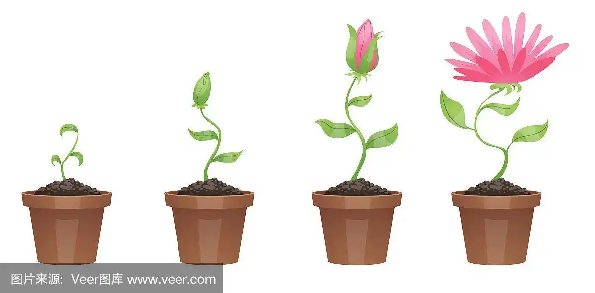 生长阶段,美丽的粉红色花朵(菊花)