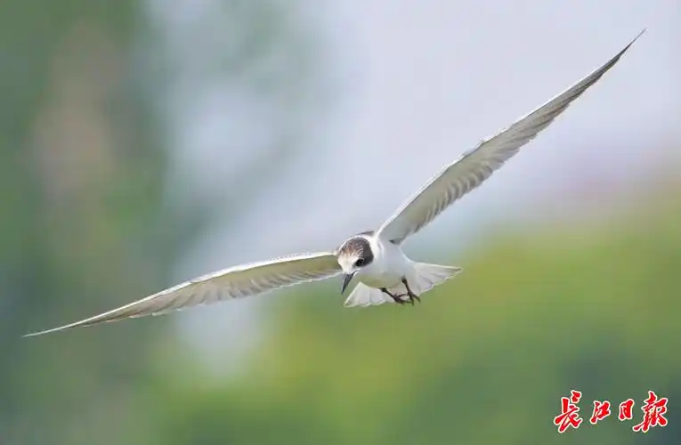赏湖景观飞鸟图集