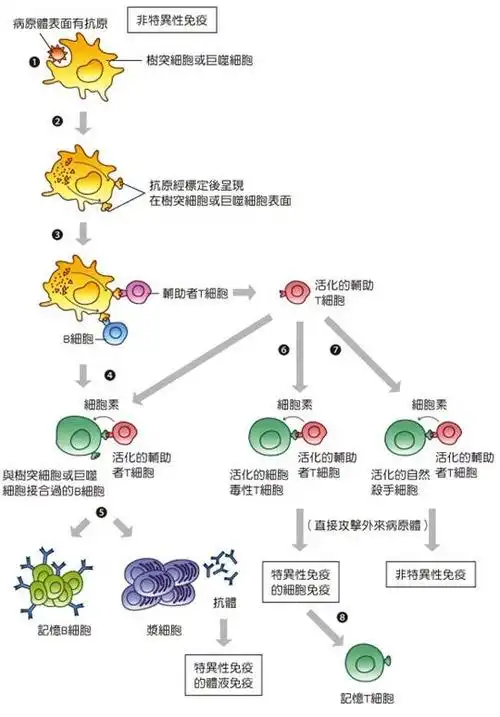 免疫反应过程      人体免疫机制复杂微妙,免疫反应往往不只由一种